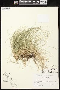 Carex disperma image