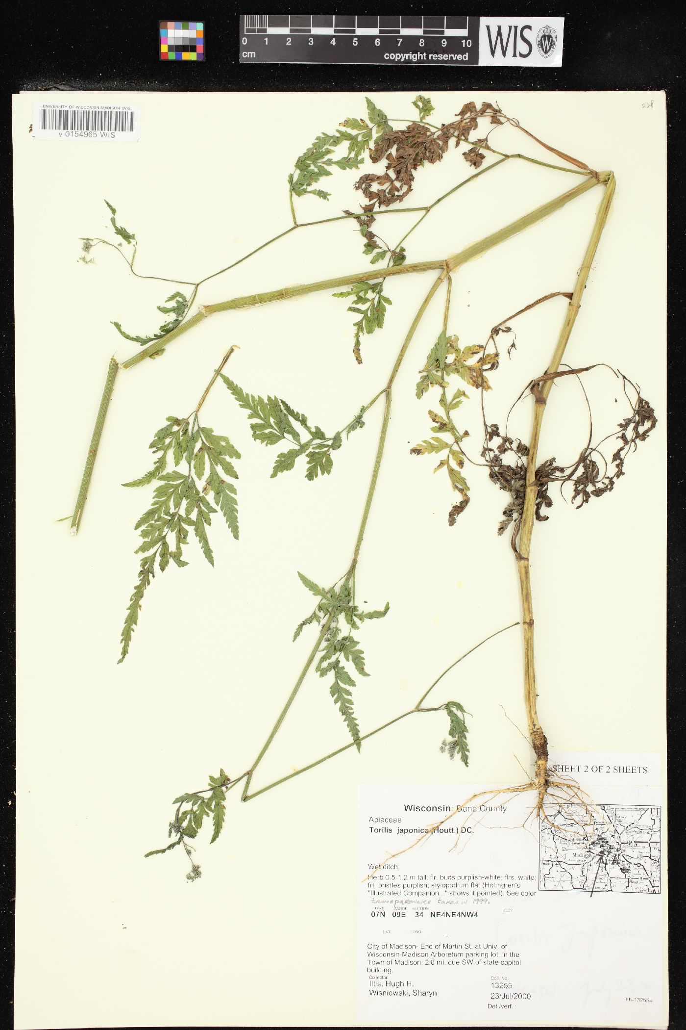 Torilis japonica image