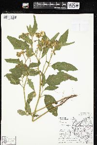 Solanum carolinense var. carolinense image