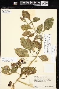 Image of Solanum scabrum