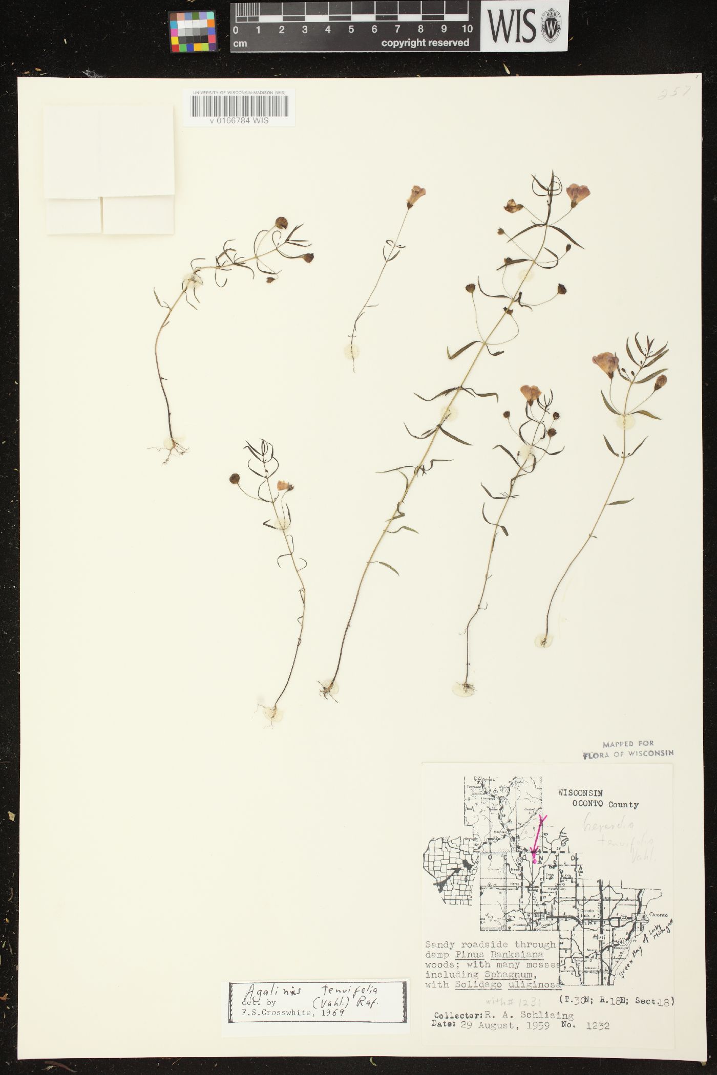 Agalinis tenuifolia image