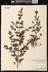 Image of Aureolaria pedicularia var. ambigens