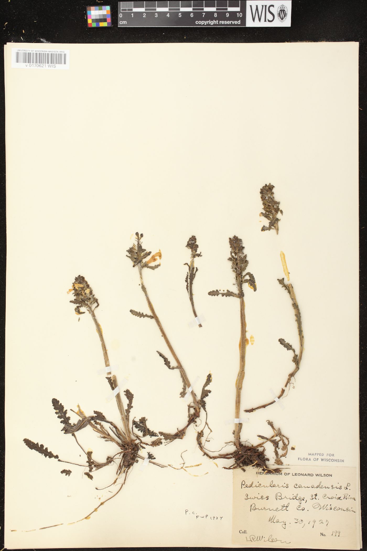 Pedicularis canadensis image