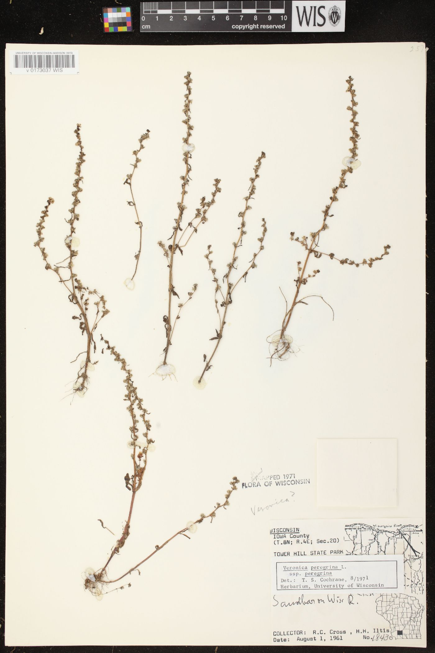 Veronica peregrina subsp. peregrina image