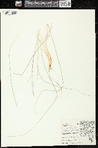 Sporobolus heterolepis image