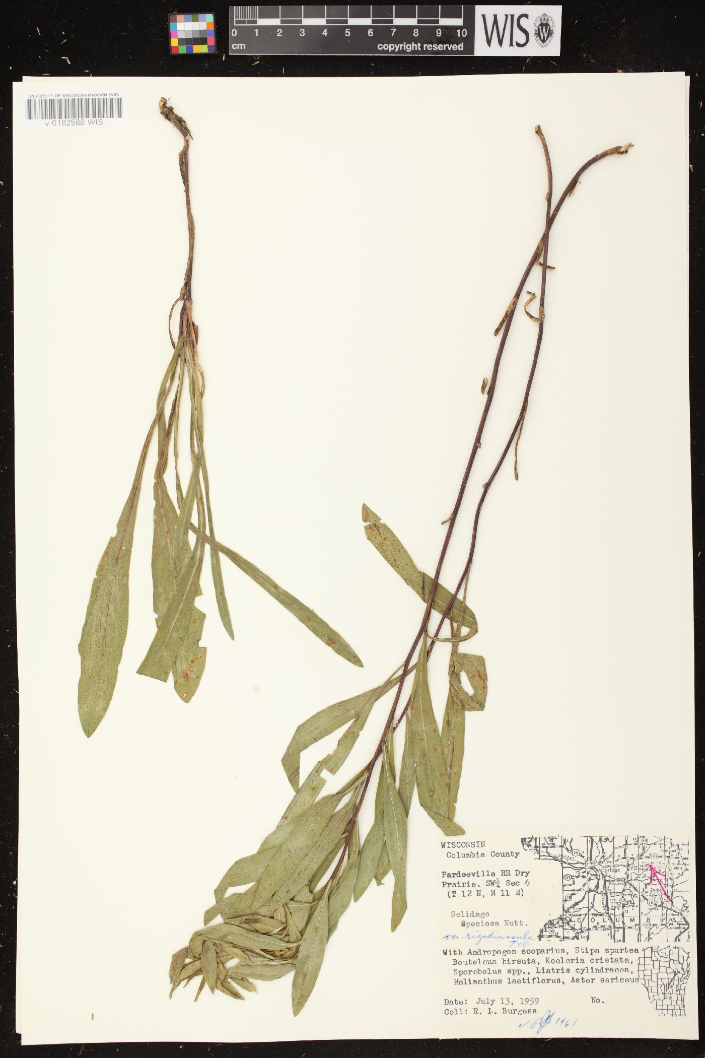 Solidago speciosa subsp. speciosa var. rigidiuscula image