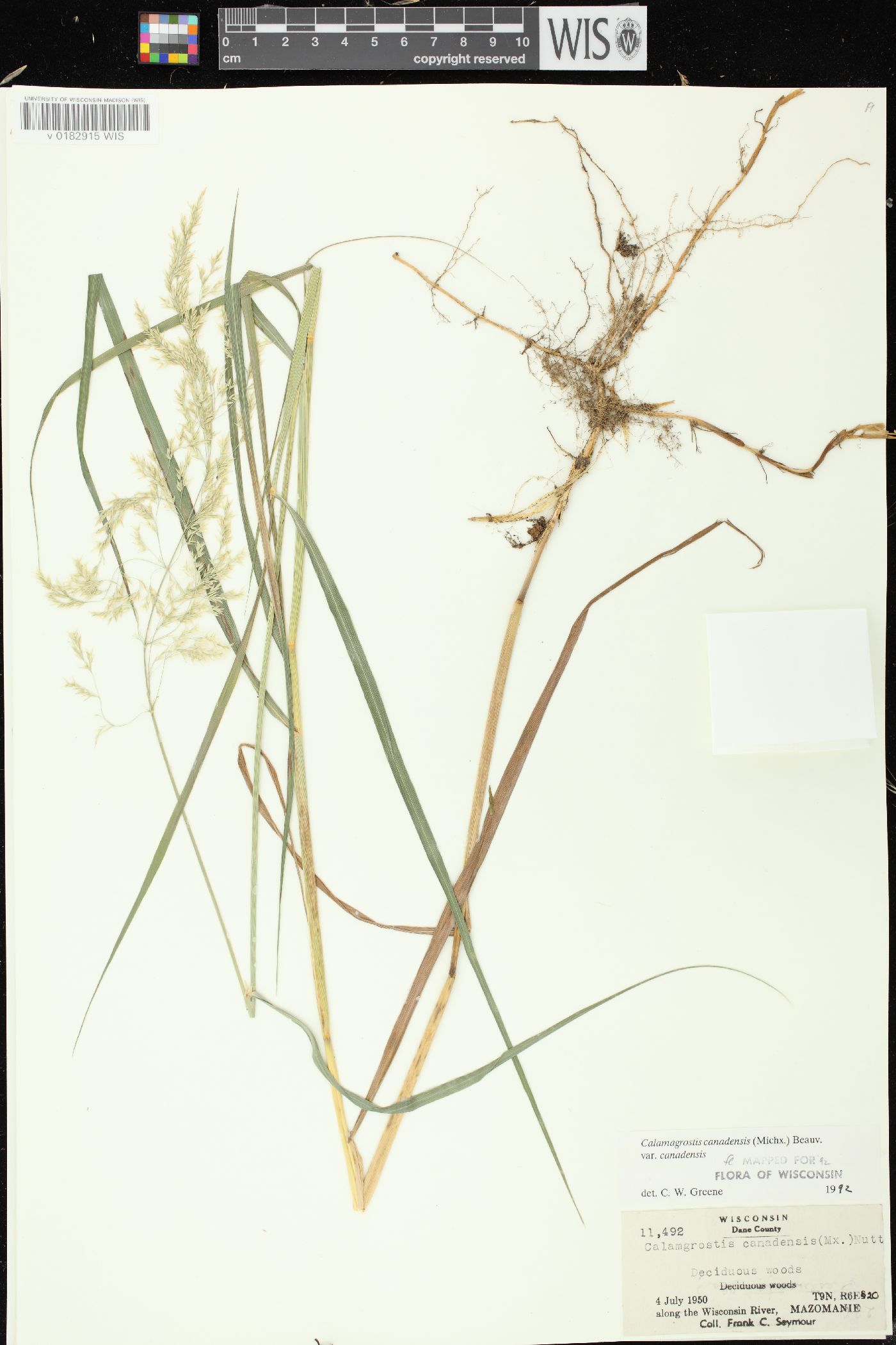 Calamagrostis canadensis image
