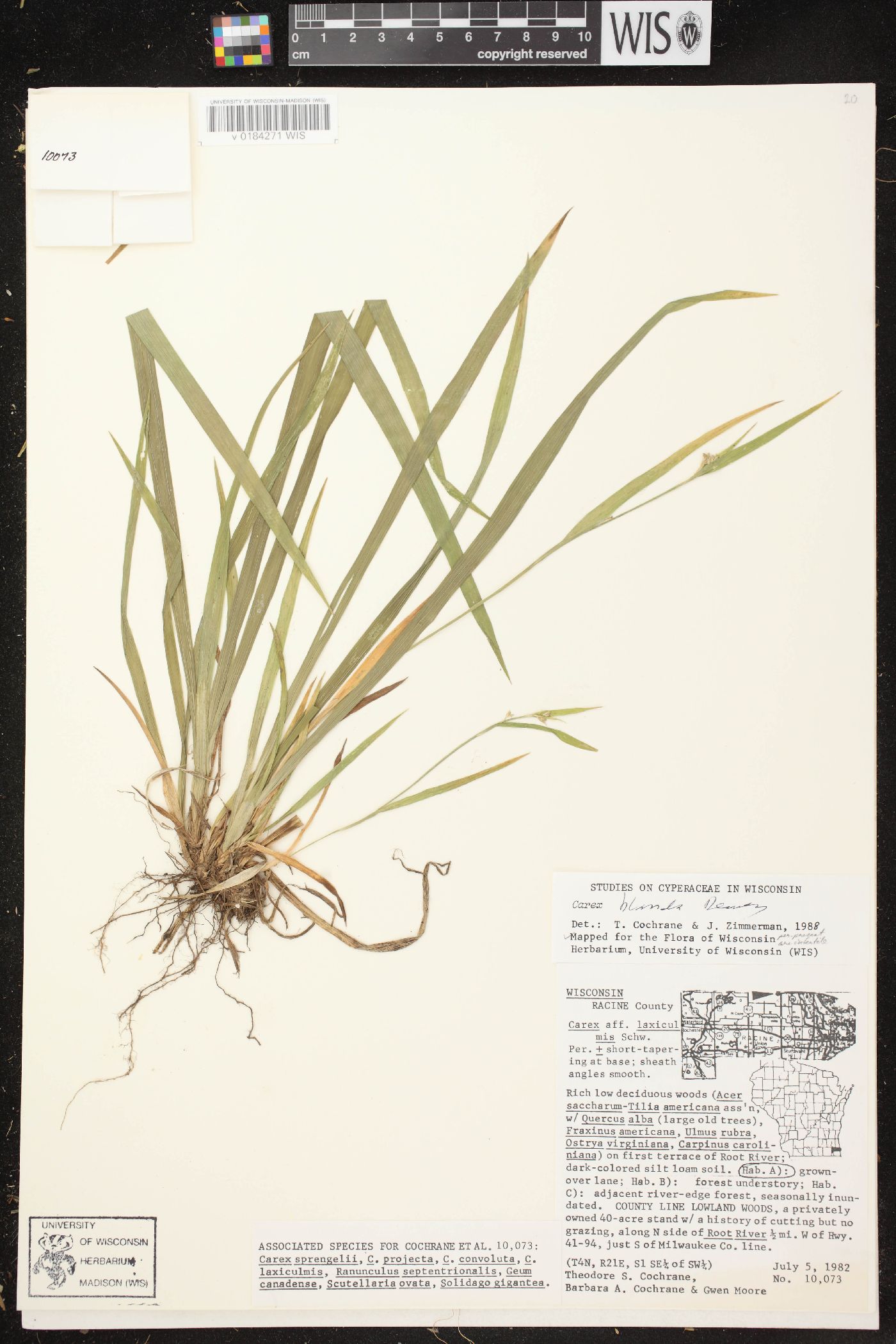 Carex blanda image
