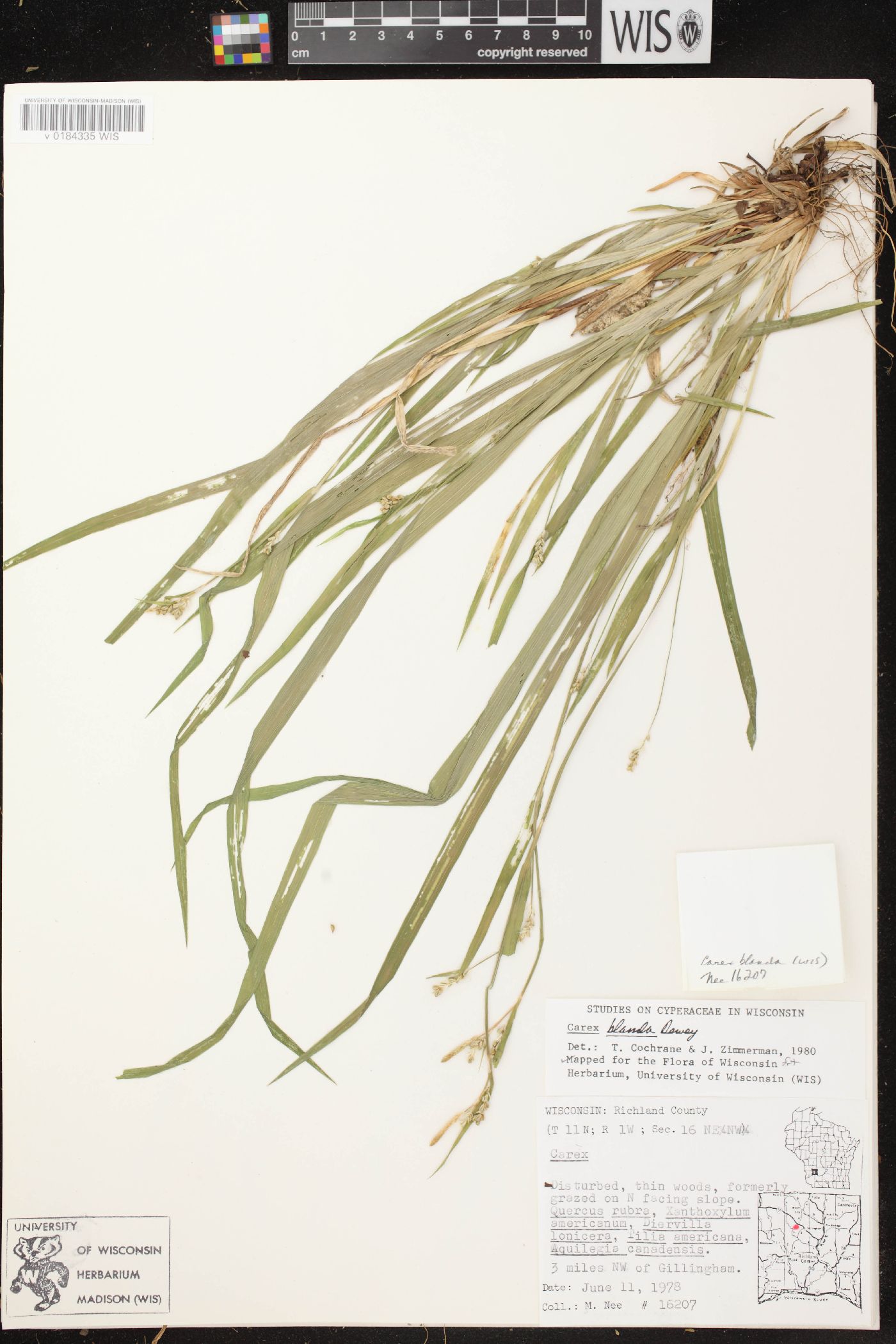Carex blanda image