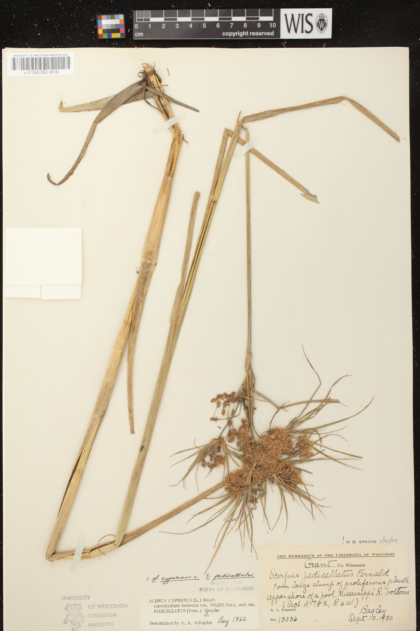 Scirpus cyperinus X S. pedicellatus image