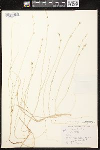 Image of Carex canescens subsp. canescens