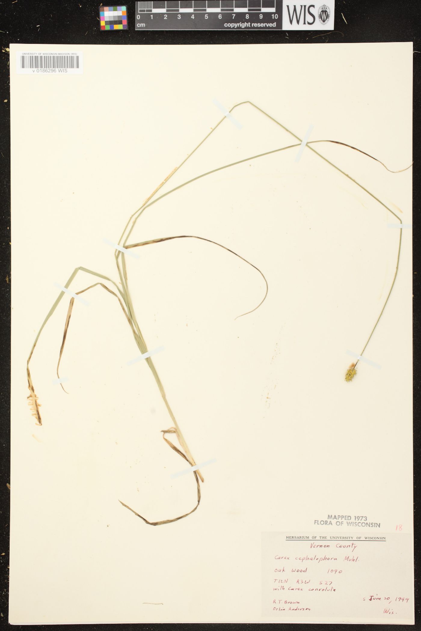 Carex cephalophora image