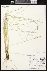 Carex diandra image