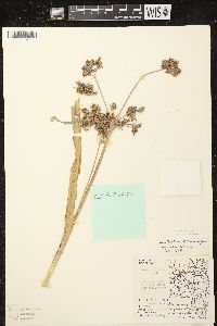 Image of Scirpus atrovirens x s. microcarpus