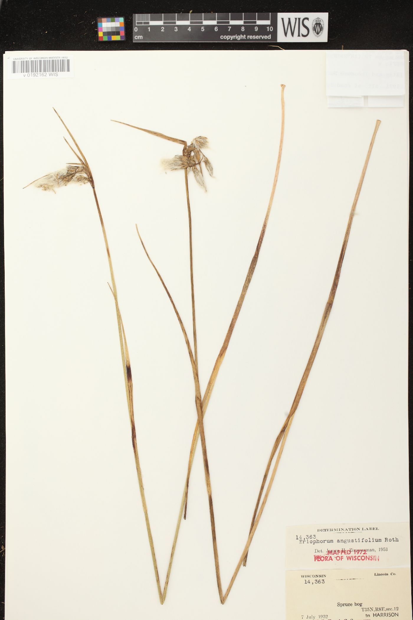 Eriophorum angustifolium subsp. angustifolium image