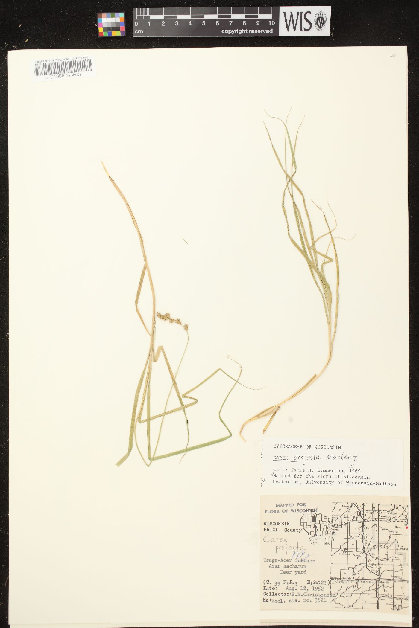 Carex projecta image