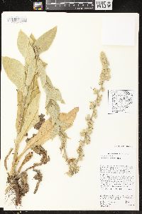 Verbascum phlomoides image