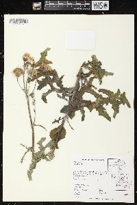 Image of Sonchus