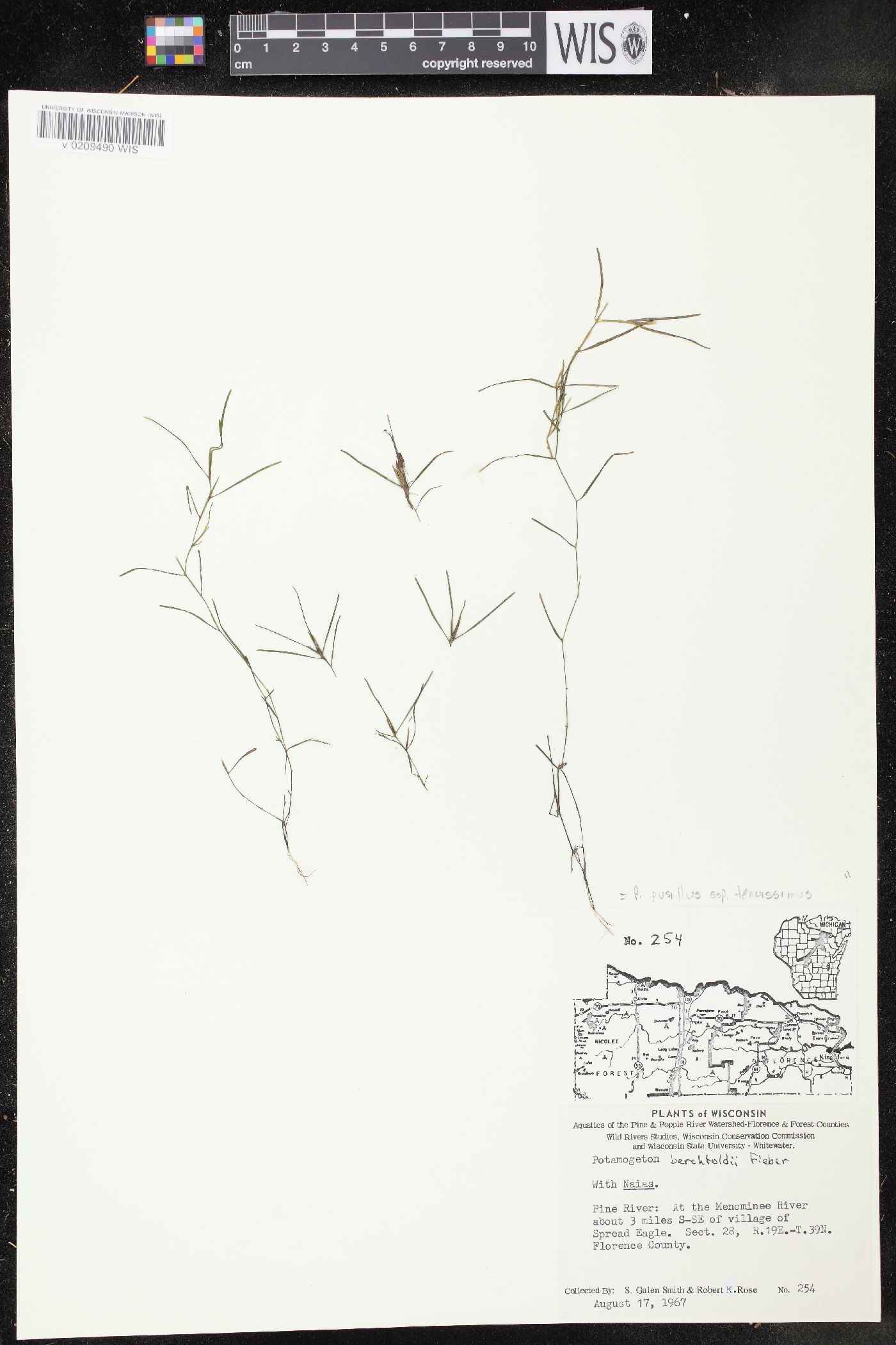 Potamogeton berchtoldii image