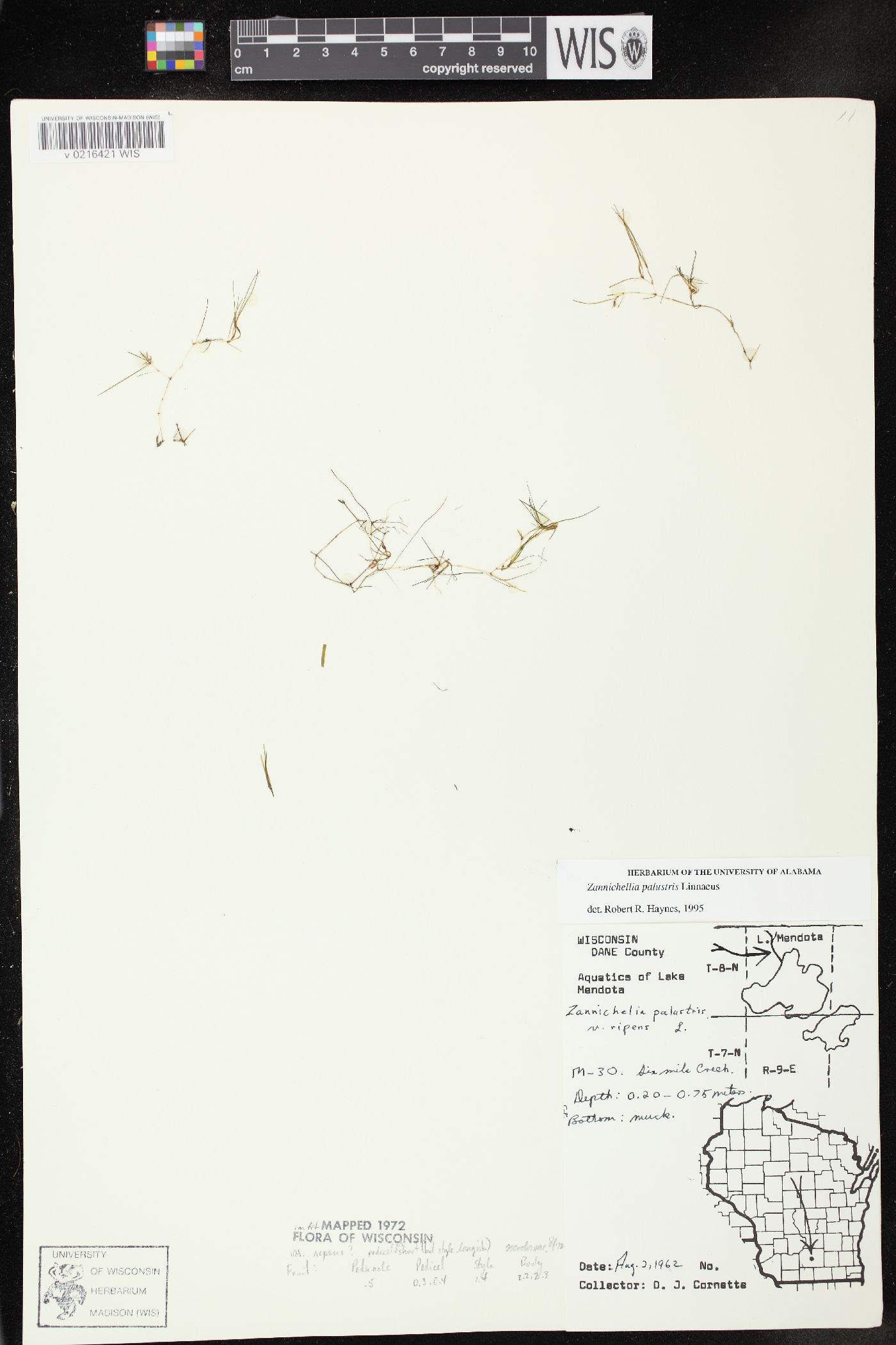 Zannichellia palustris image