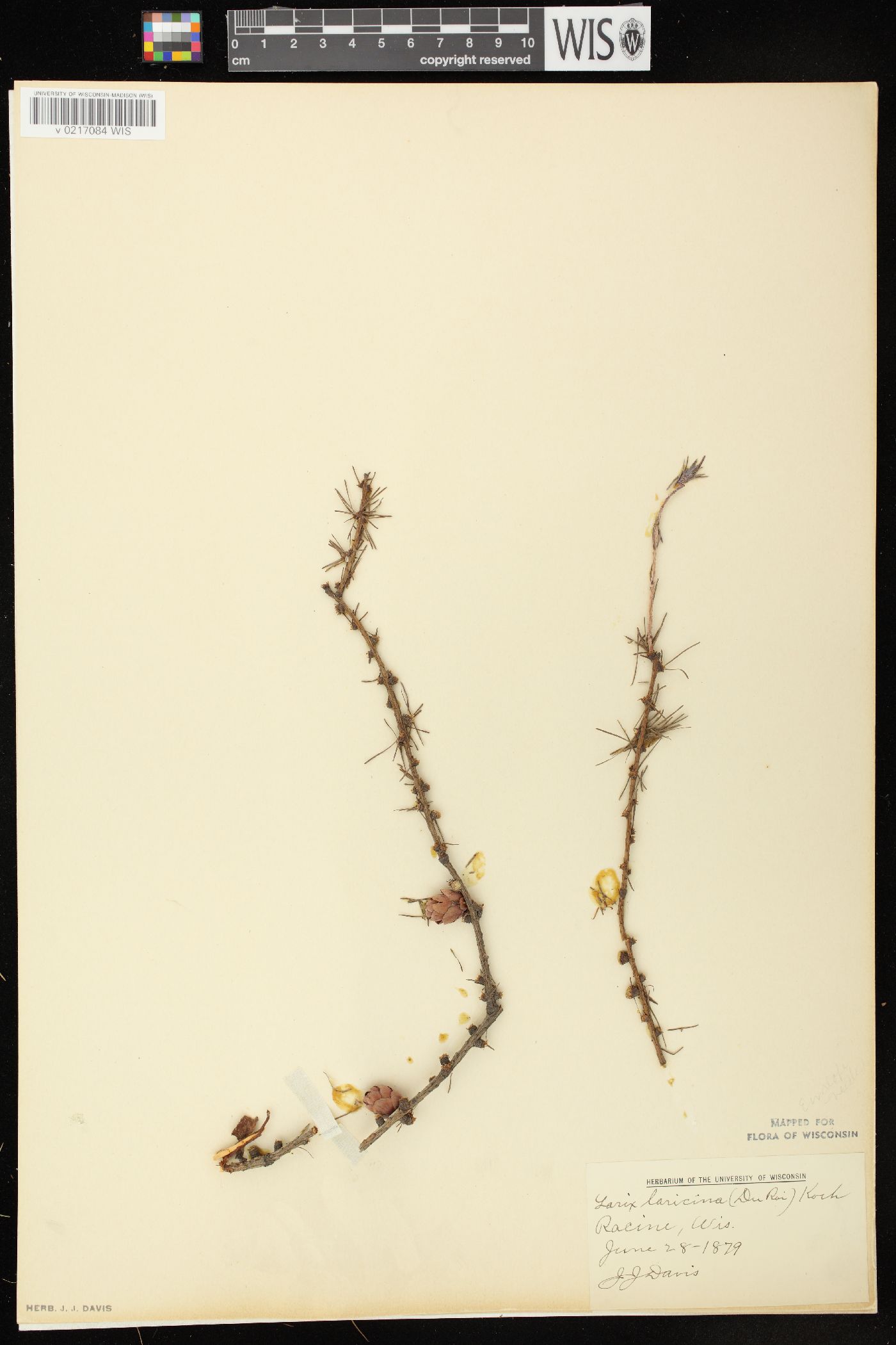 Larix laricina image