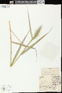 Elymus canadensis image