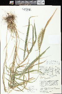 Image of Elymus macgregorii