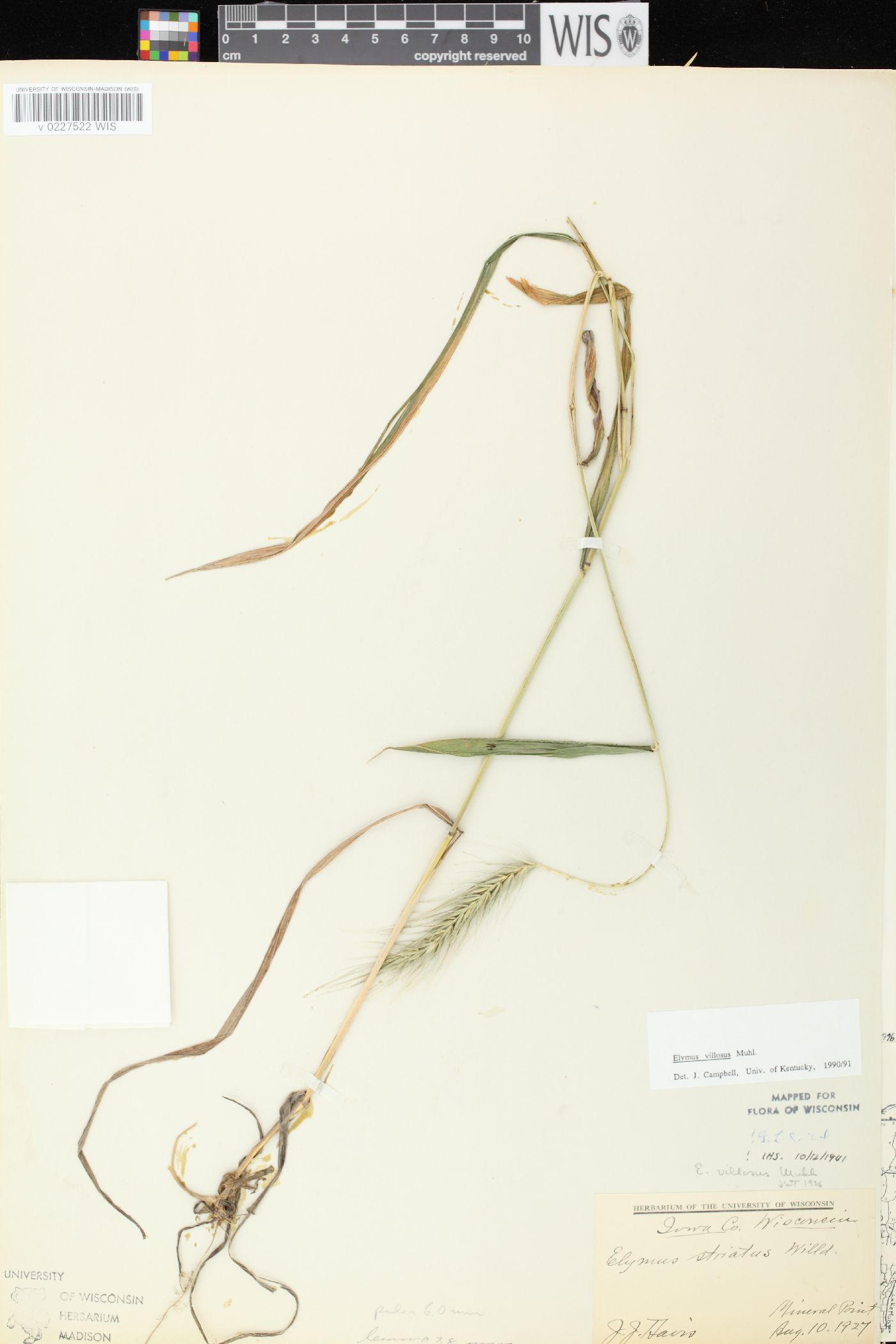 Elymus villosus var. villosus image