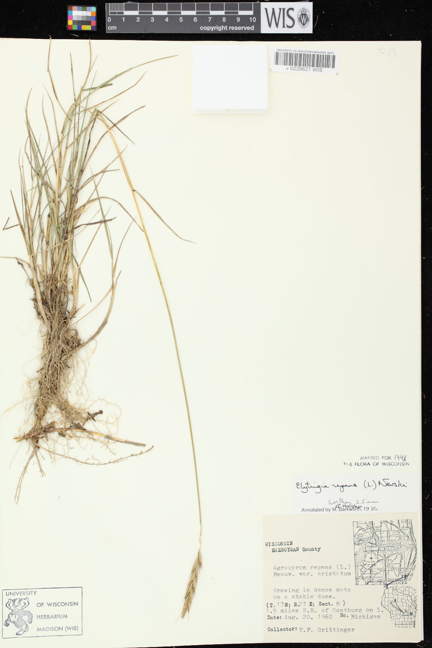 Elymus repens image