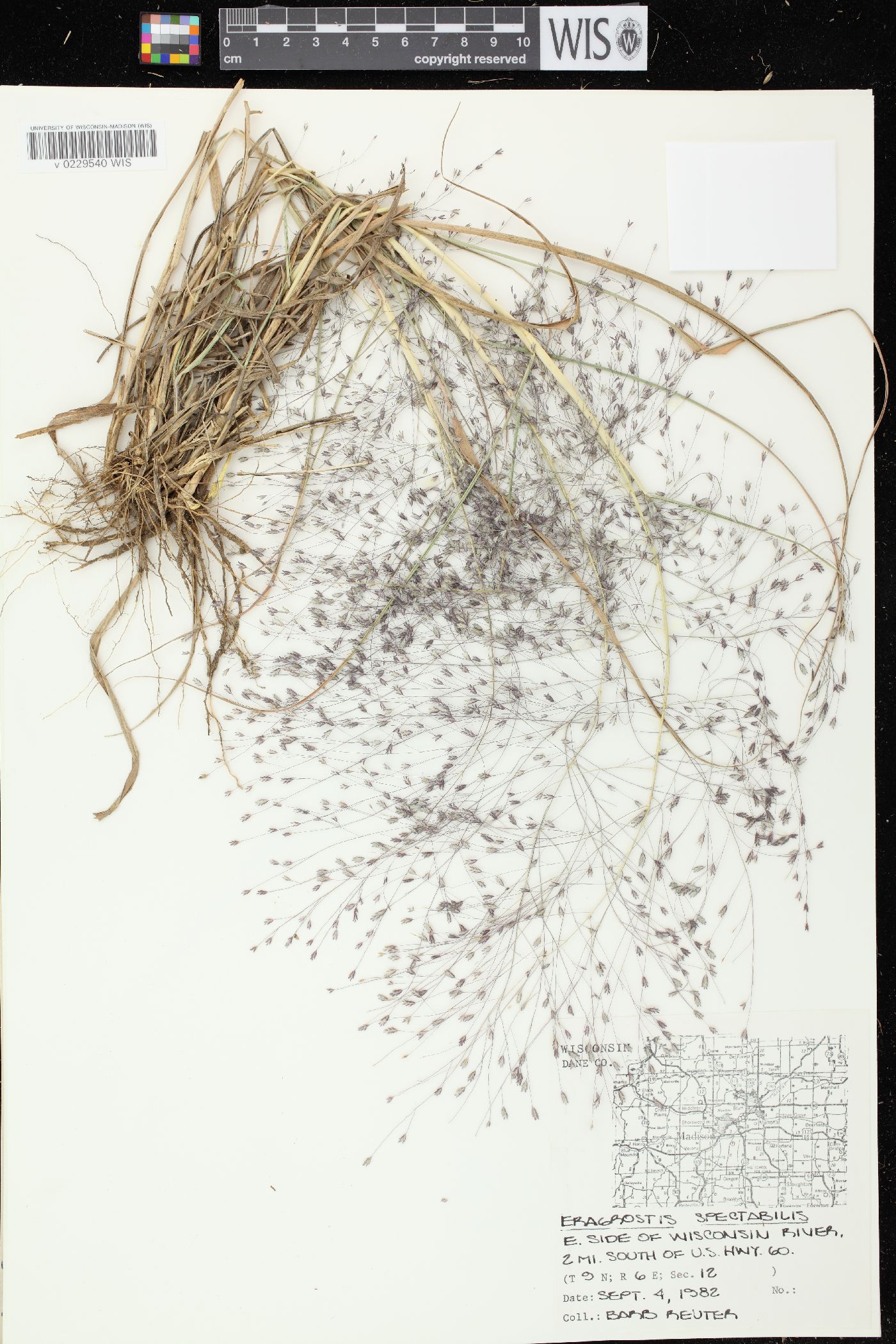 Eragrostis spectabilis image