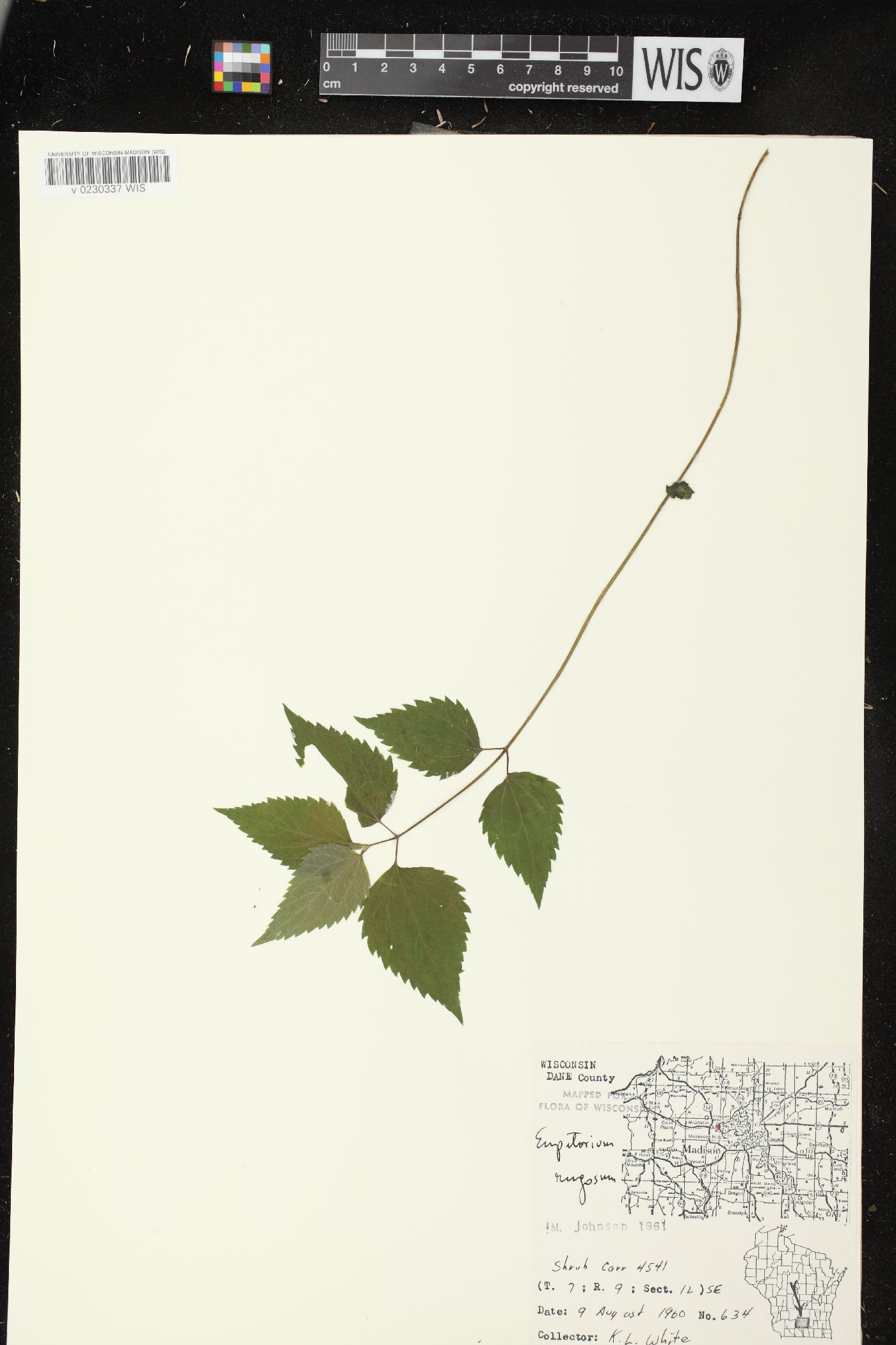 Ageratina altissima subsp. altissima image