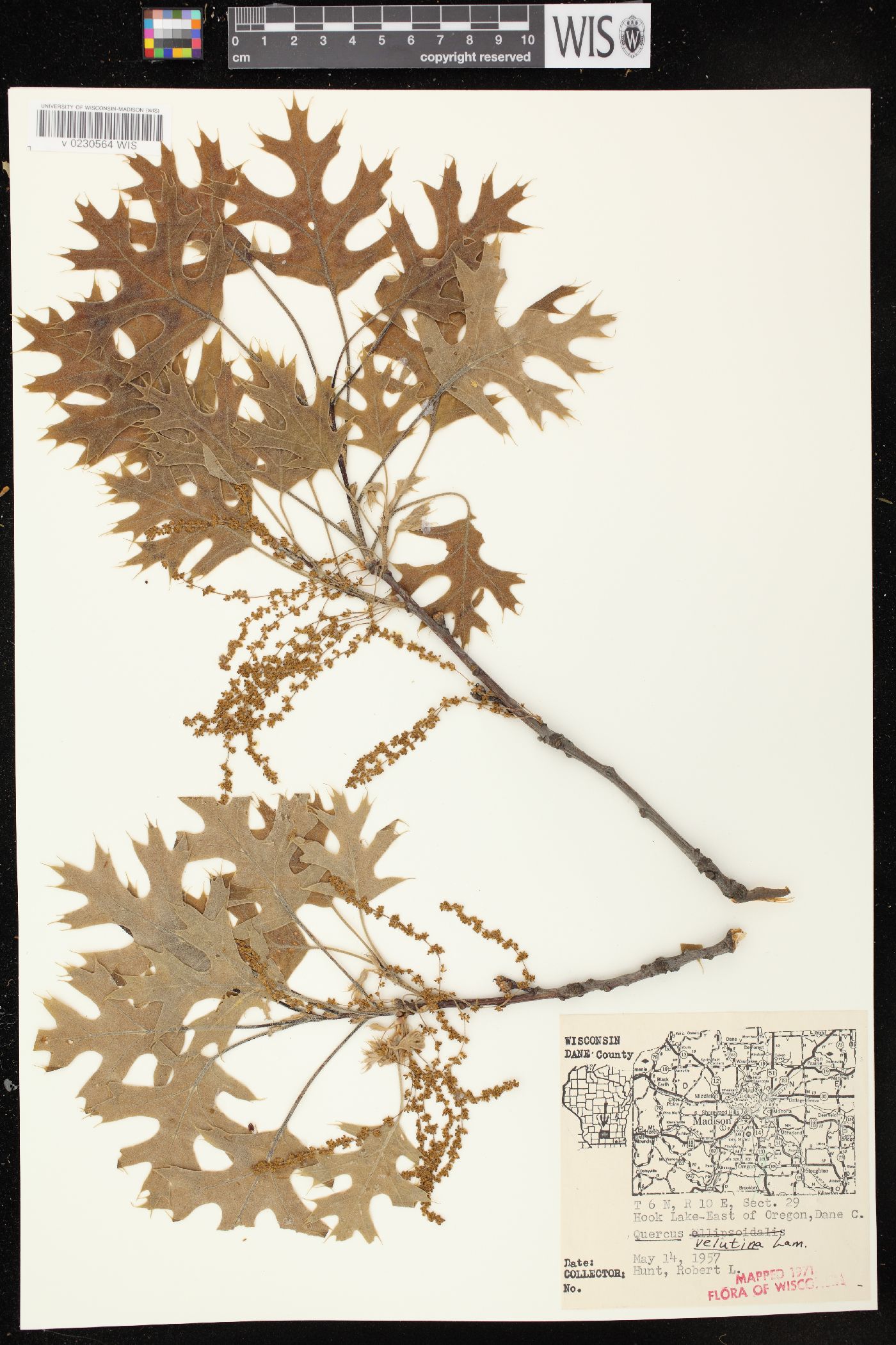 Quercus velutina image