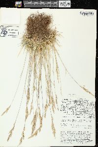 Image of Festuca rubra subsp. fallax
