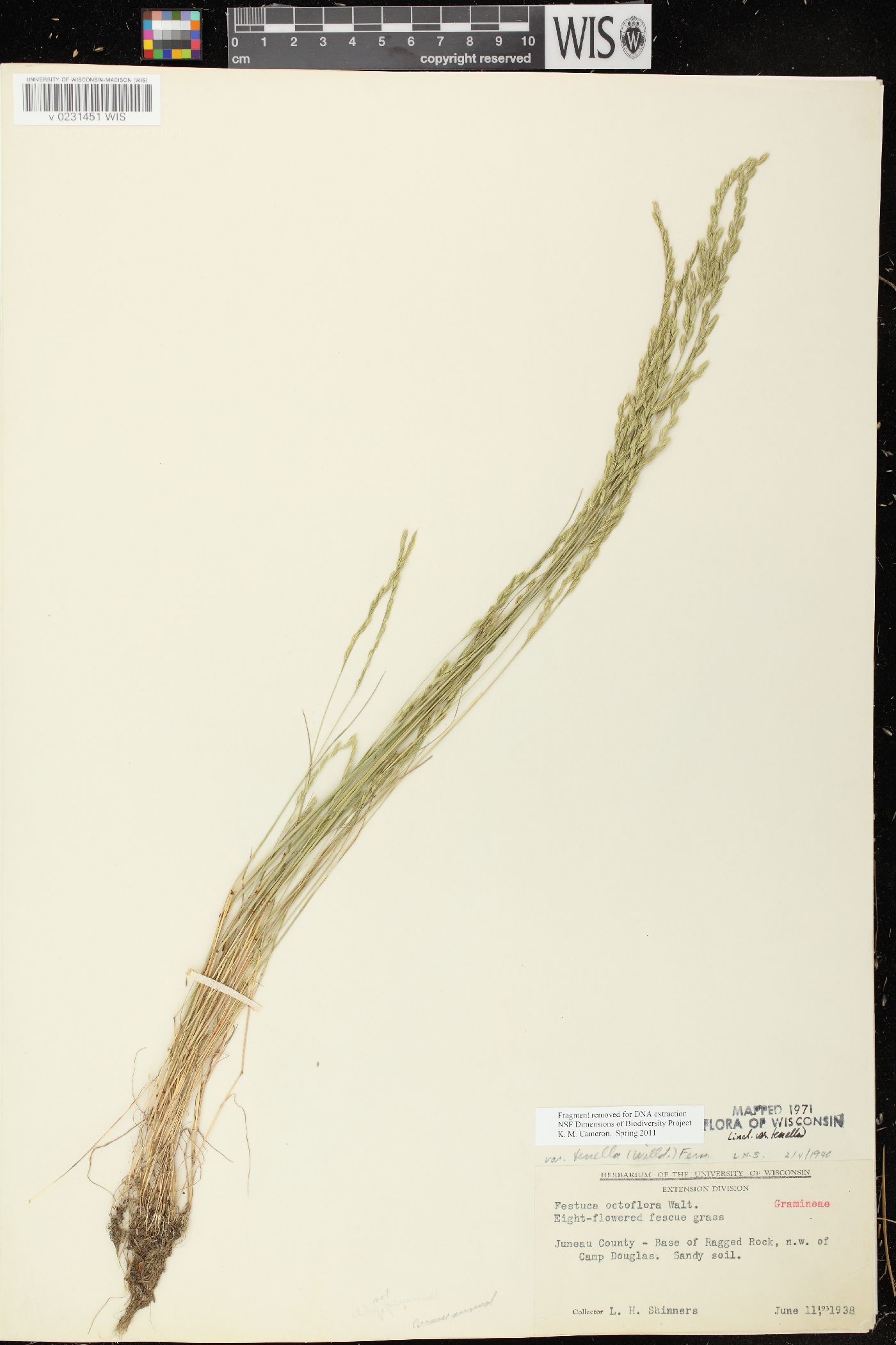 Festuca octoflora var. glauca image
