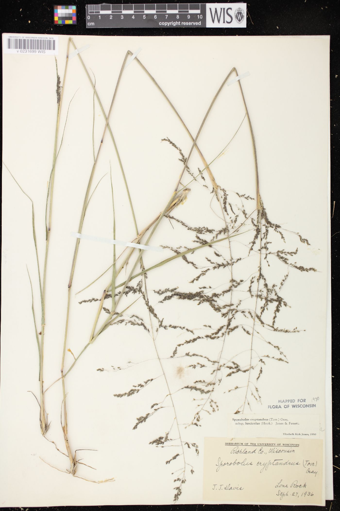Sporobolus cryptandrus var. fuscicola image