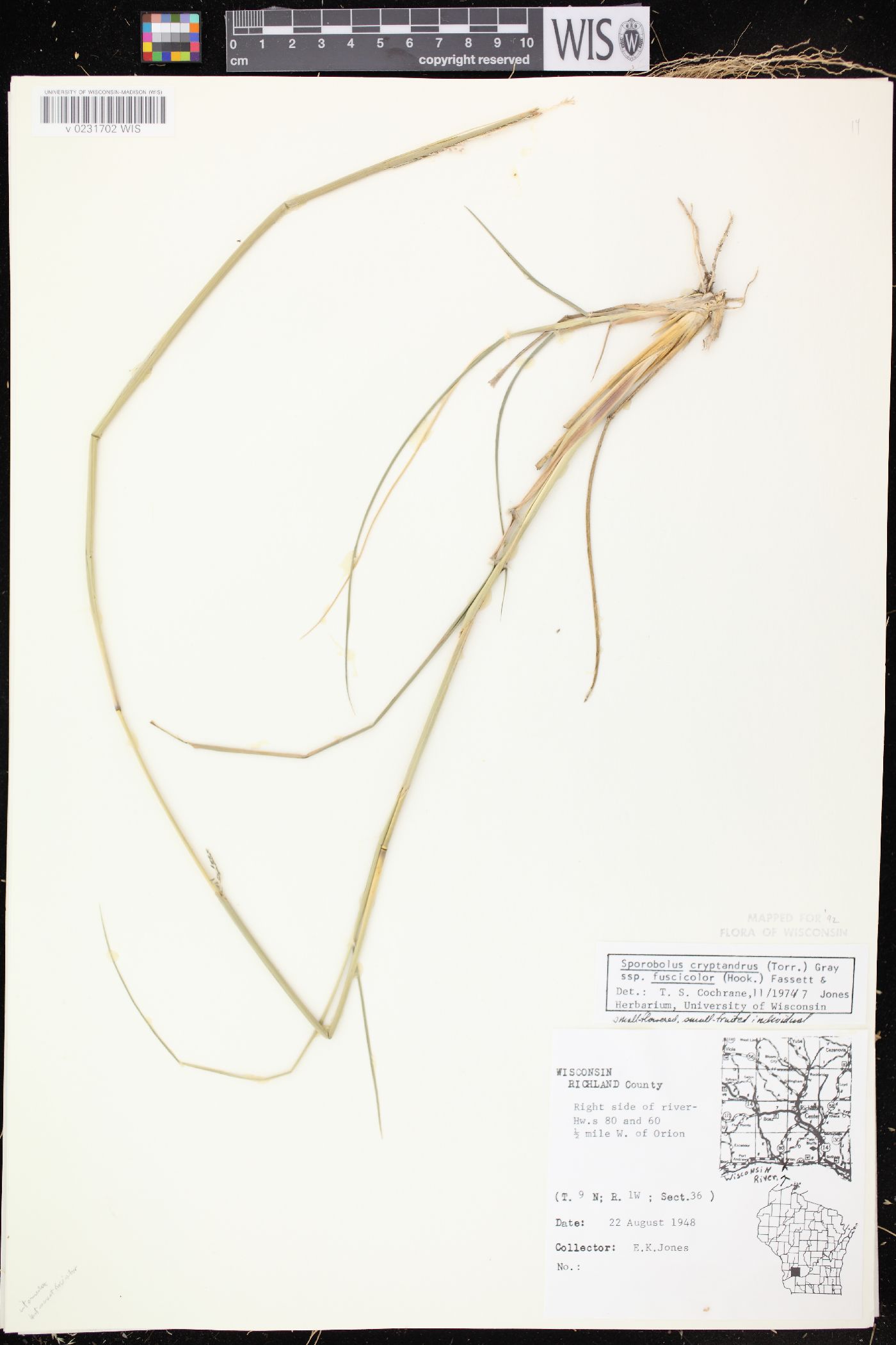 Sporobolus cryptandrus var. fuscicola image