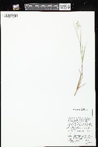 Dichanthelium wilcoxianum image