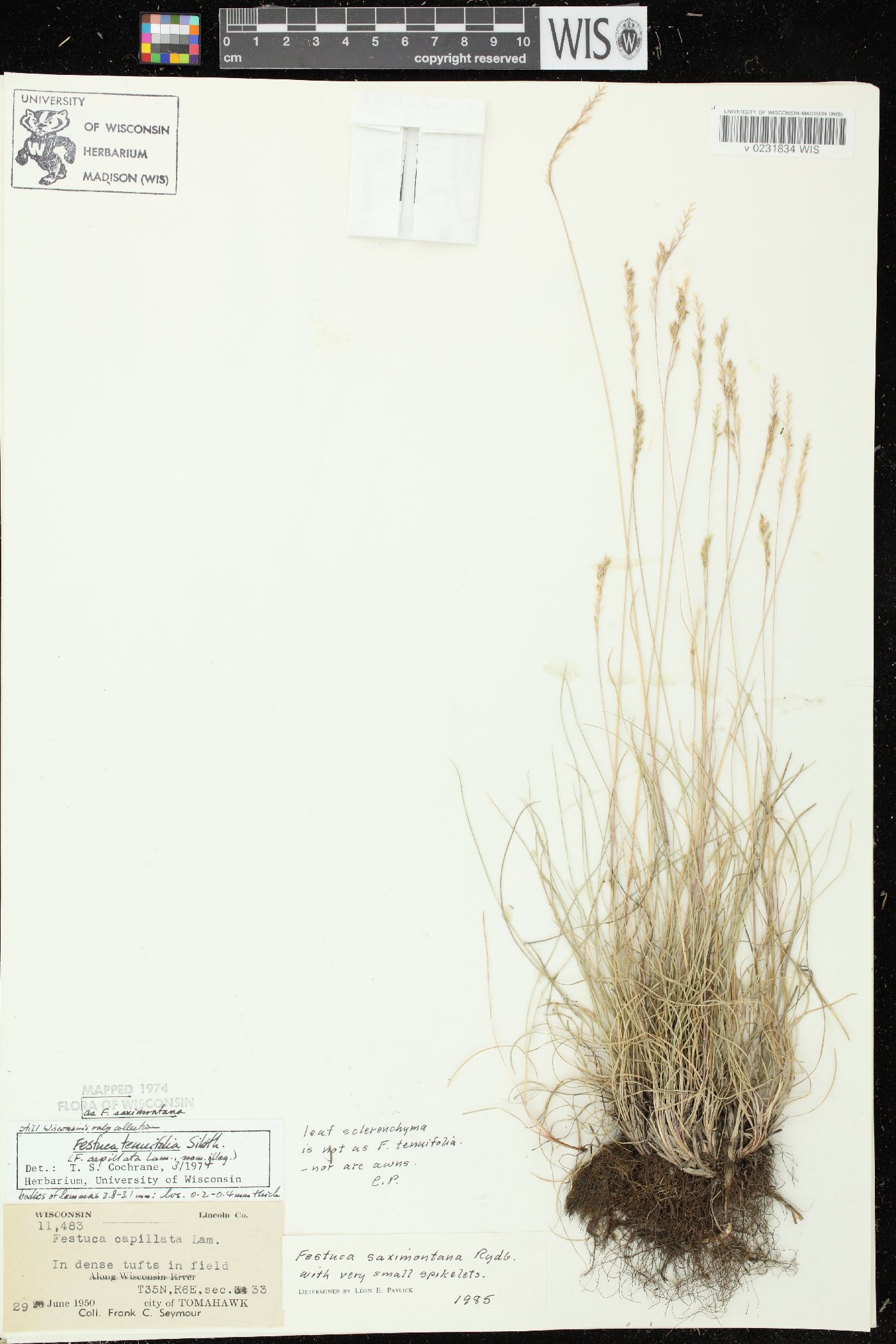 Festuca saximontana subsp. saximontana image