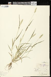 Image of Setaria verticilliformis