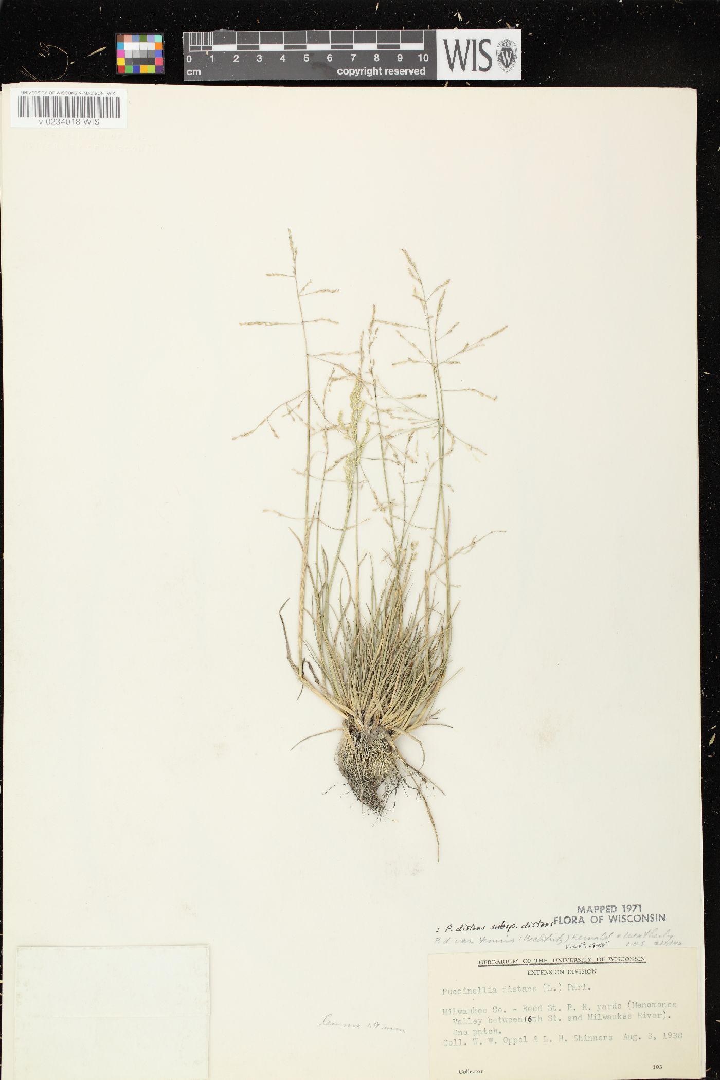 Puccinellia distans subsp. distans image