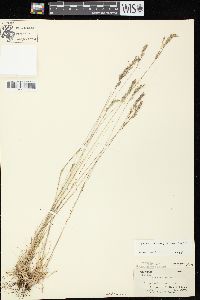 Festuca trachyphylla image