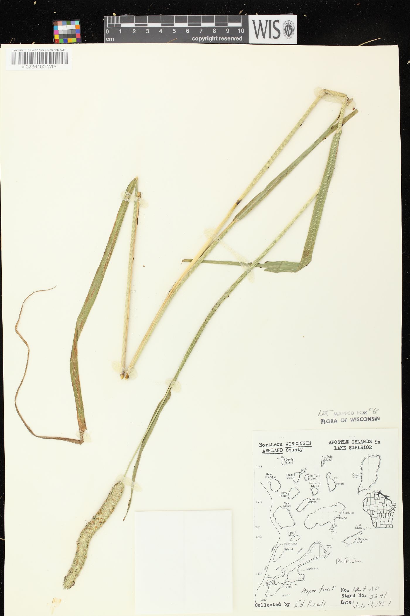Phleum pratense subsp. pratense image