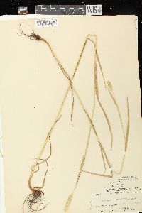 Phleum pratense subsp. pratense image
