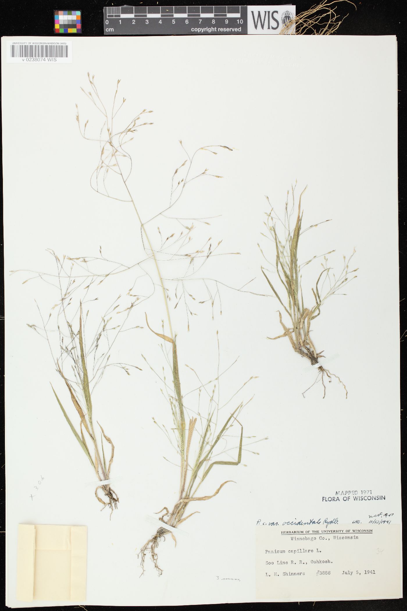 Panicum capillare subsp. capillare image