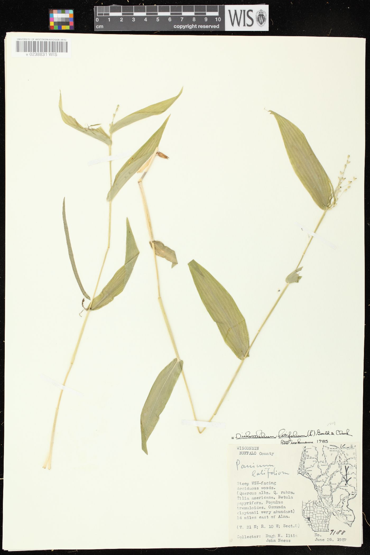 Dichanthelium latifolium image