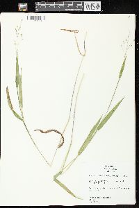 Dichanthelium leibergii image
