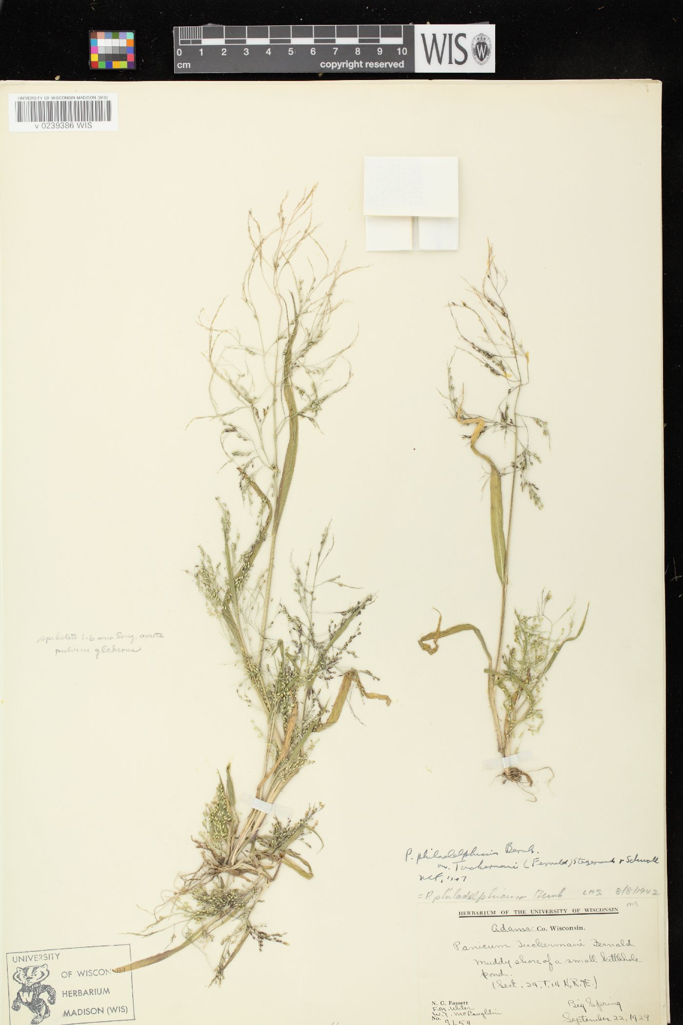 Panicum philadelphicum subsp. philadelphicum image