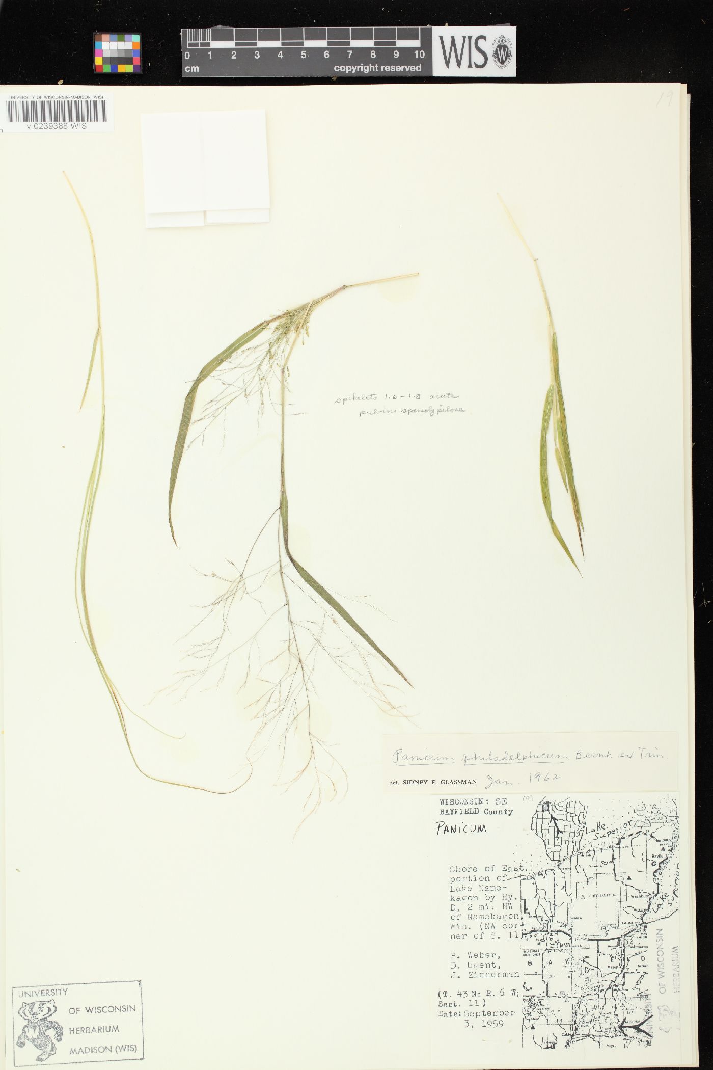 Panicum philadelphicum image