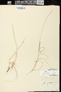 Lolium perenne subsp. perenne image