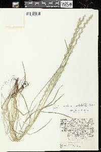 Lolium perenne subsp. perenne image